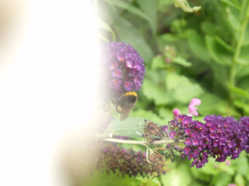DSCF2288.JPG