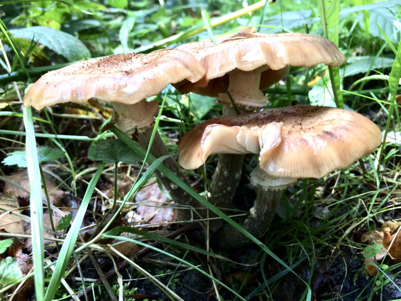 332175B1-1D49-4355-92B5-09874C5636C4_1_201_a.jpeg