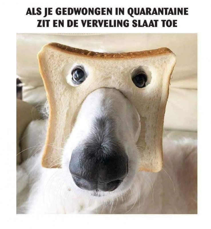 sandwichdog.jpg