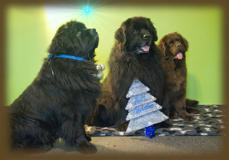 kerstkaart2.jpg