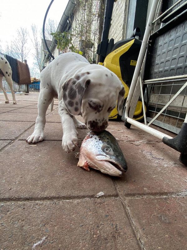 Sjoer met zalm.jpg